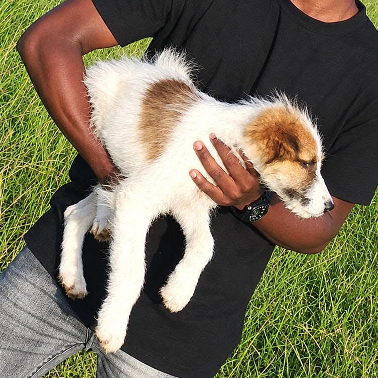 My dog, a white and brown puppy, being held in a sunny field